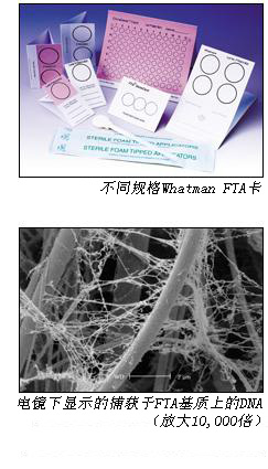 Whatman, FTA卡 核酸收集、储存和纯化 | whatman (沃特曼)
